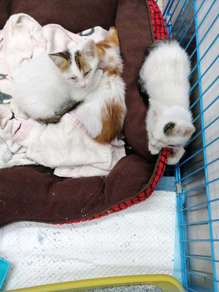 THE 3 KITTENS: YOSHI, HELGA, AND PEANUT