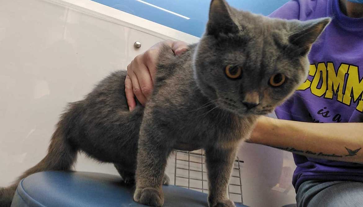 BLUE: THE DUMPED CAT