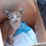 LUCKY IS ANOTHER KITTEN HIT BY A CAR