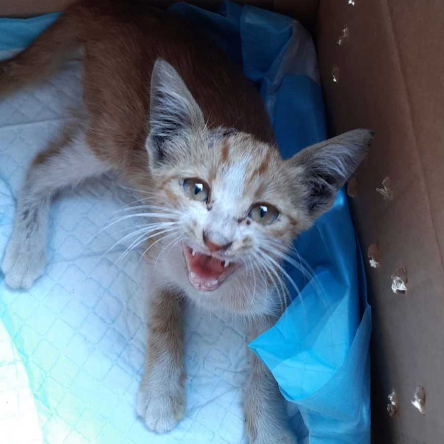 LUCKY IS ANOTHER KITTEN HIT BY A CAR