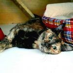 MIMOSA: TNR