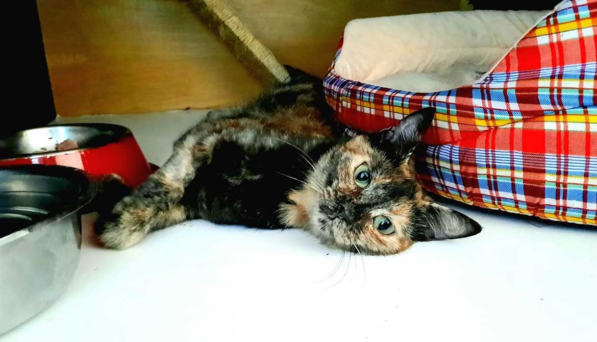 MIMOSA: TNR