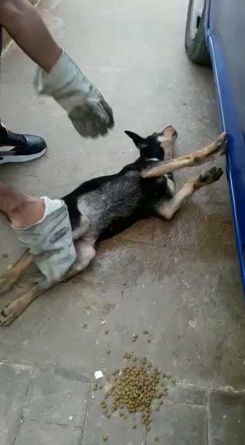 OLIVER: THE PUPPY WITH ISSUES IN HIS BACK LEGS