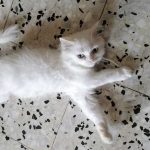 PUFFY: THE PARALYZED KITTEN