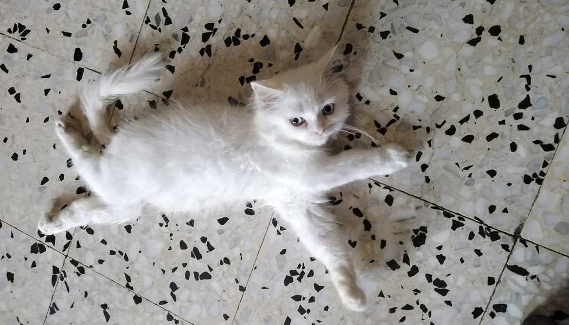 PUFFY: THE PARALYZED KITTEN