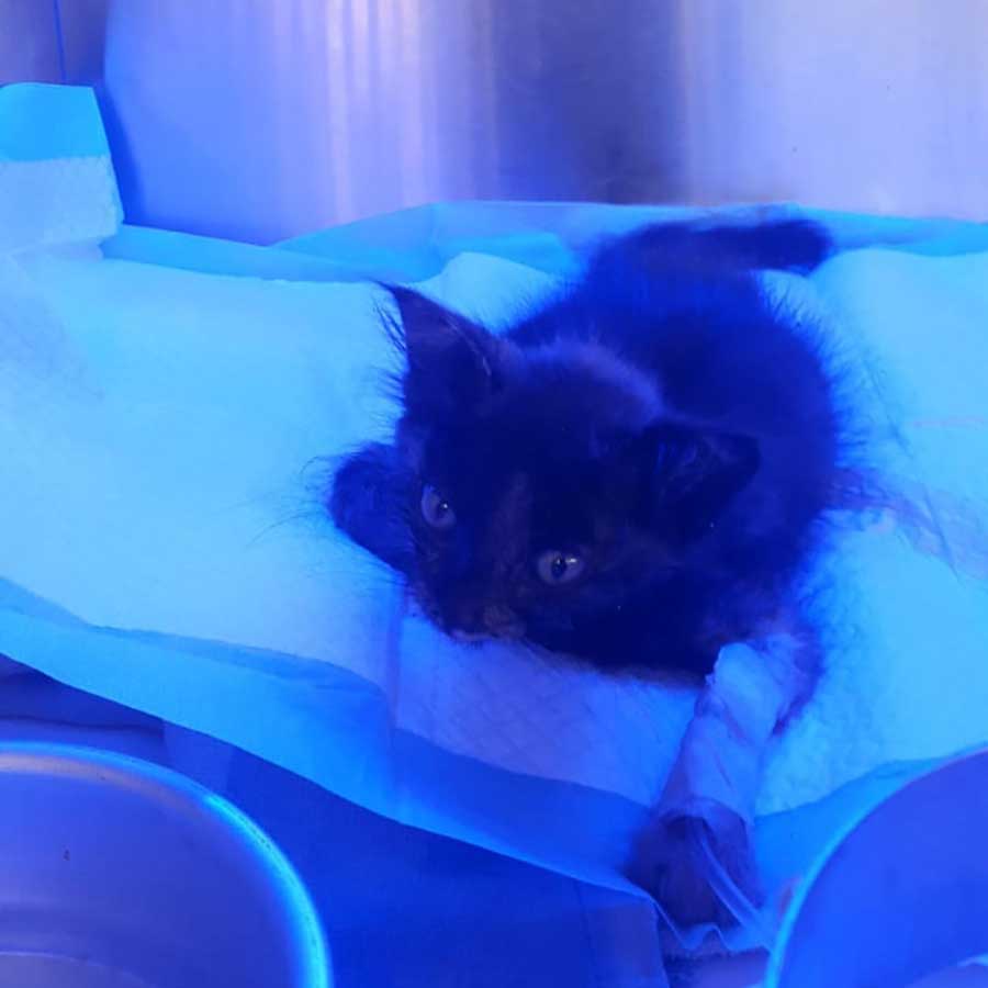LUCIE: THE TINY KITTEN CRYING IN THE STREETS