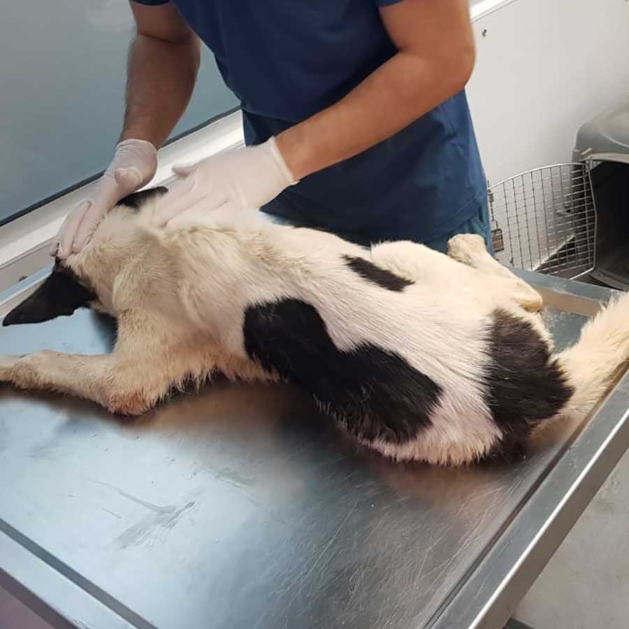 TRENCH: A DOG HIT BY A CAR