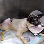 TRENCH: A DOG HIT BY A CAR