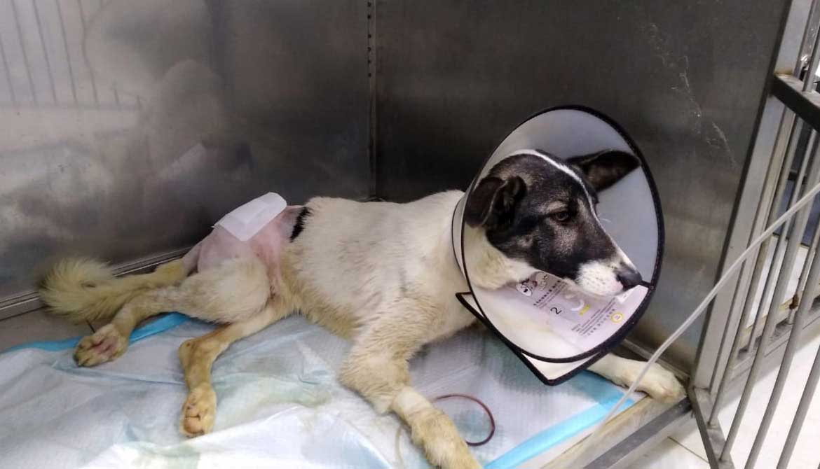 TRENCH: A DOG HIT BY A CAR
