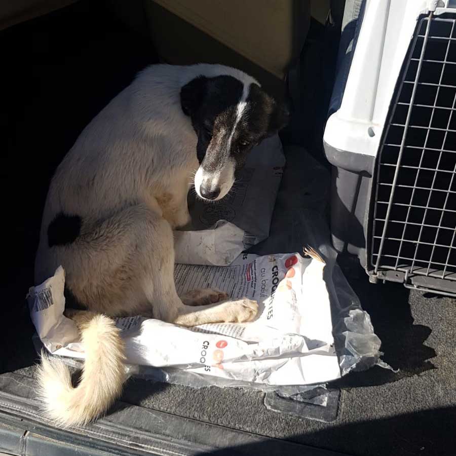 TRENCH: A DOG HIT BY A CAR
