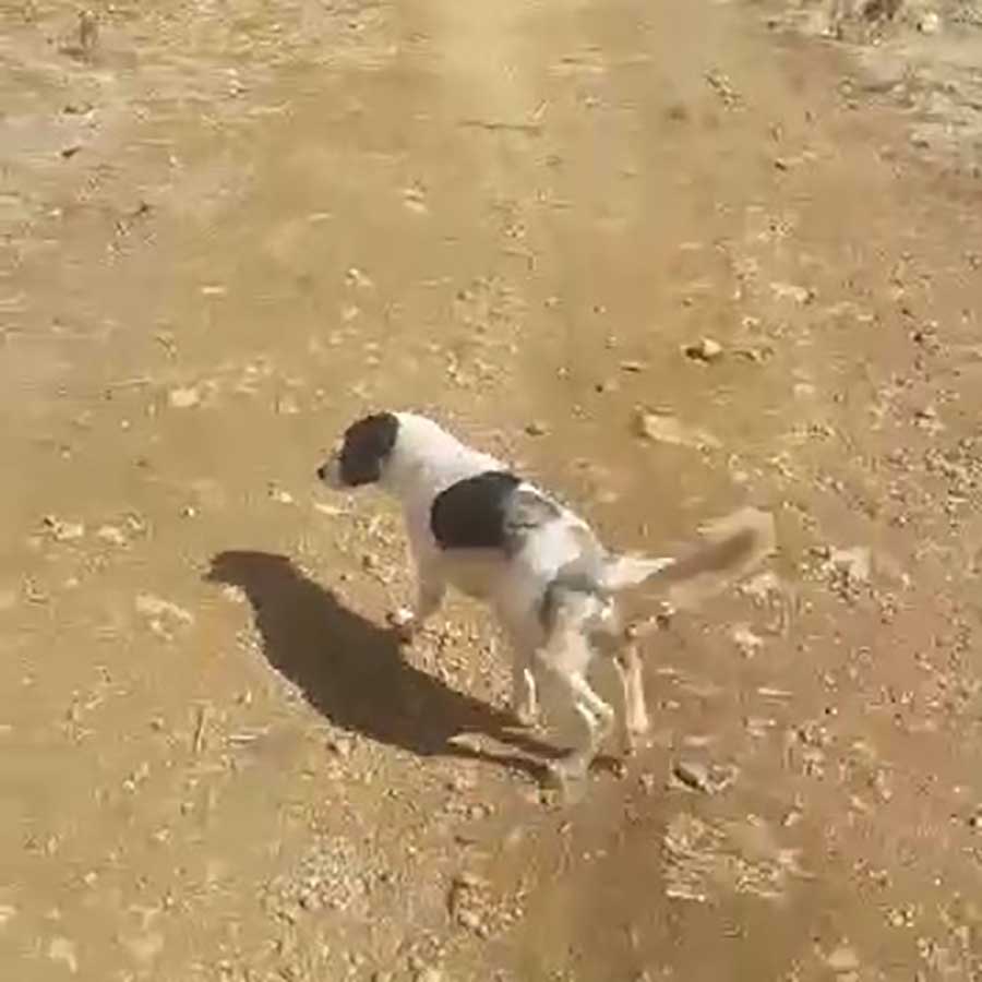 TRENCH: A DOG HIT BY A CAR