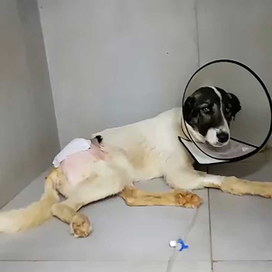 TRENCH: A DOG HIT BY A CAR