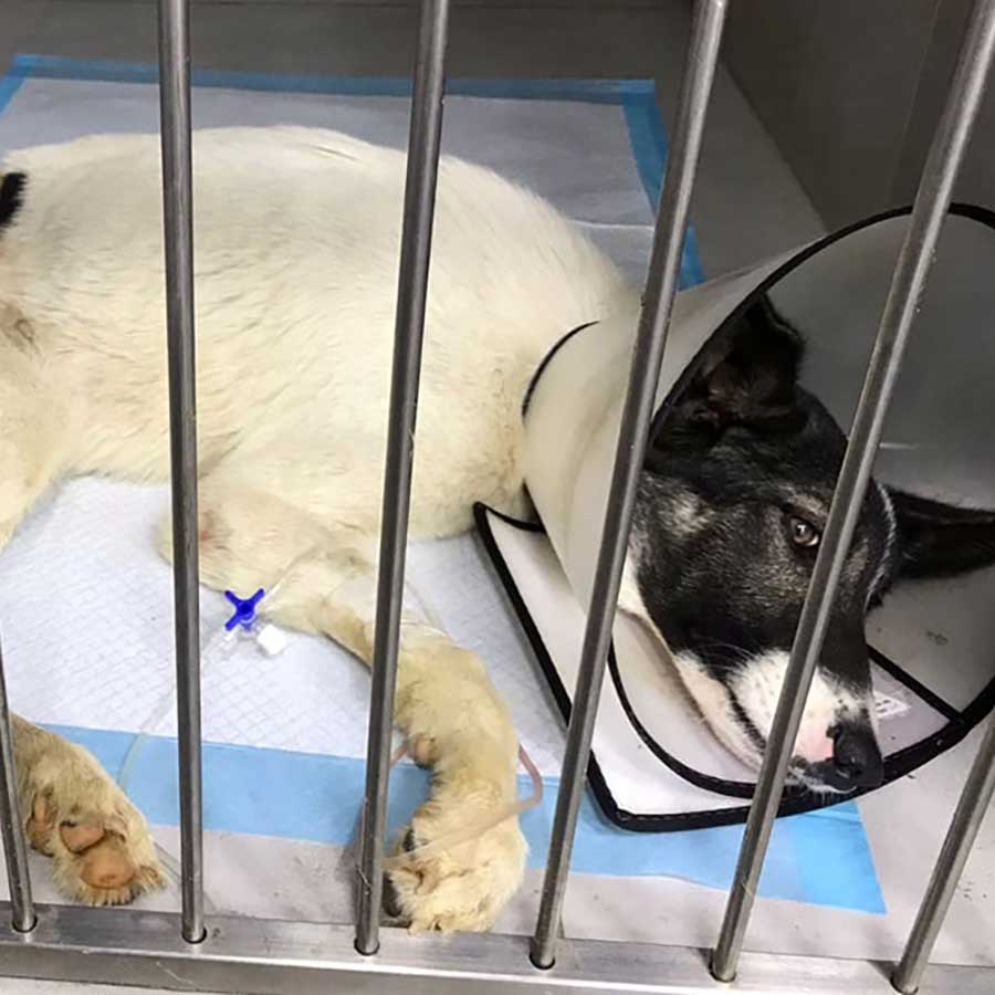 TRENCH: A DOG HIT BY A CAR