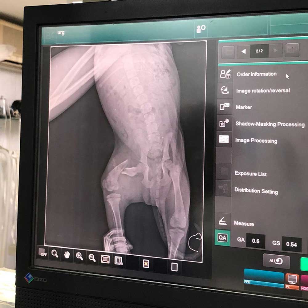 KIO: A PUPPY'S LEG NEEDING SURGERY