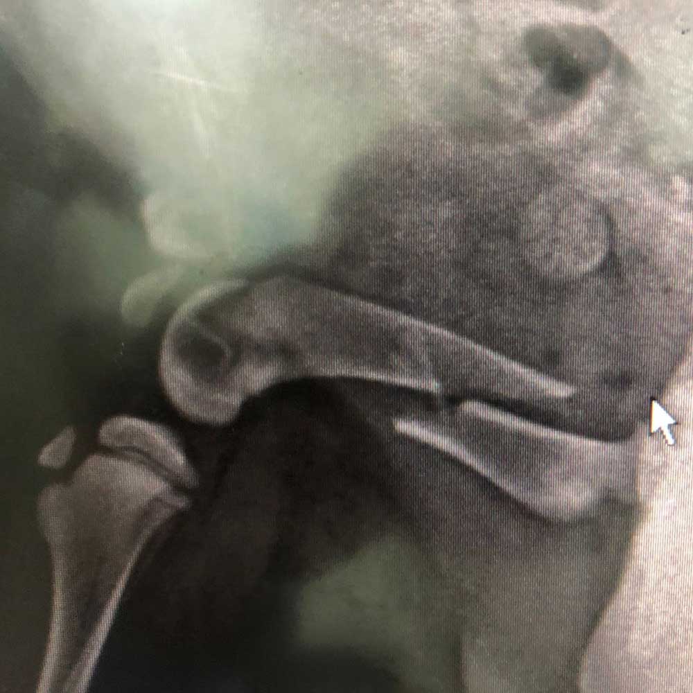 KIO: A PUPPY'S LEG NEEDING SURGERY