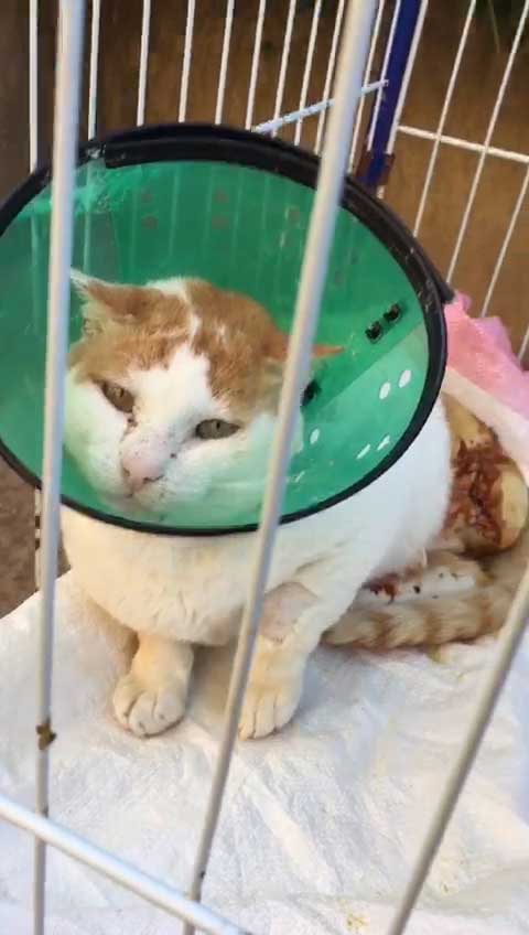 BISOUX: AN AMPUTATED RESCUED CAT