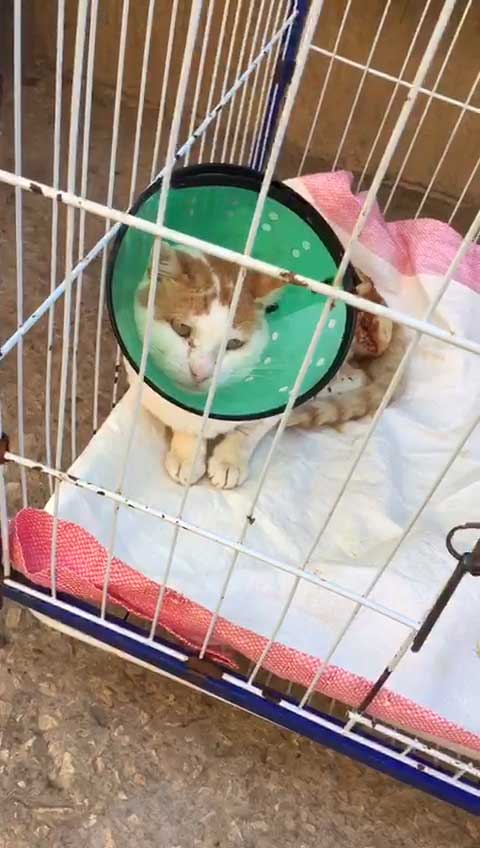 BISOUX: AN AMPUTATED RESCUED CAT