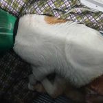 BISOUX: AN AMPUTATED RESCUED CAT