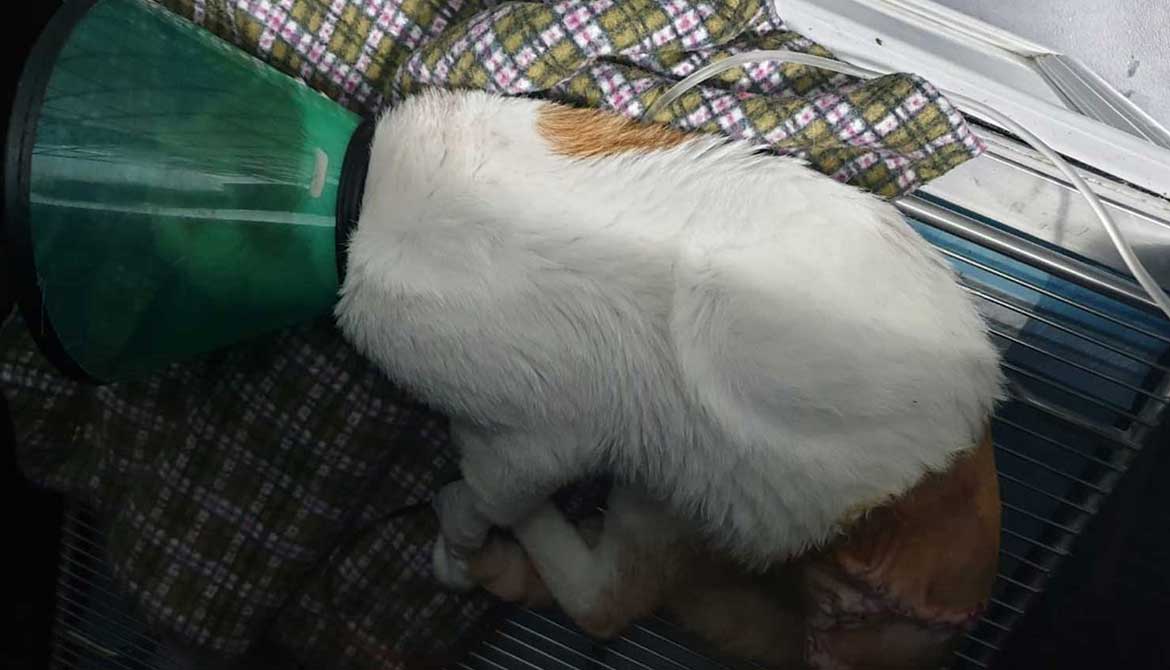 BISOUX: AN AMPUTATED RESCUED CAT