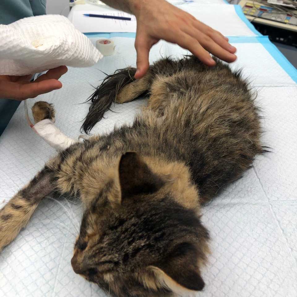 BUNNY: ANOTHER CAT LEFT AT THE CLINIC