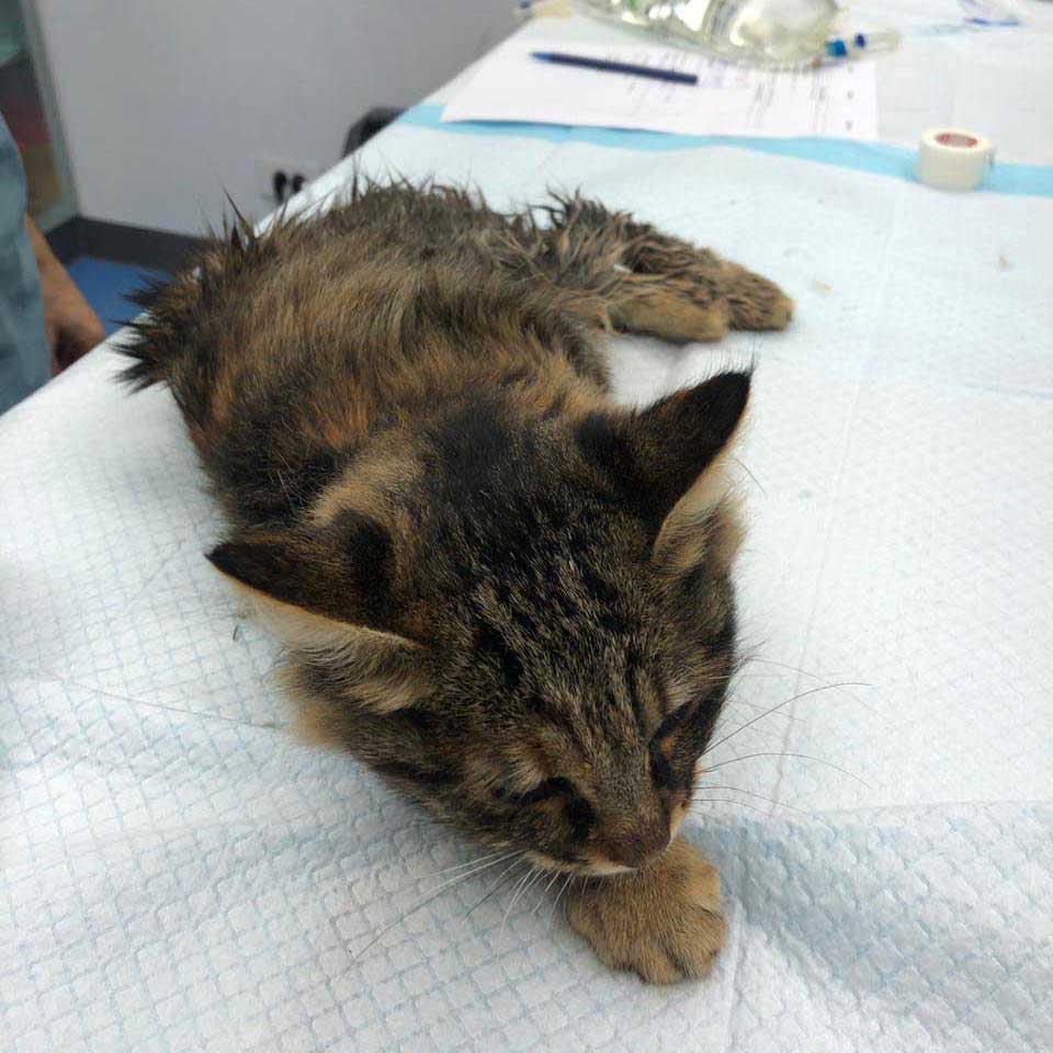 BUNNY: ANOTHER CAT LEFT AT THE CLINIC