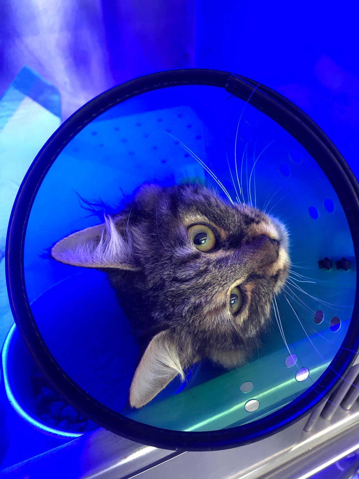 BUNNY: ANOTHER CAT LEFT AT THE CLINIC