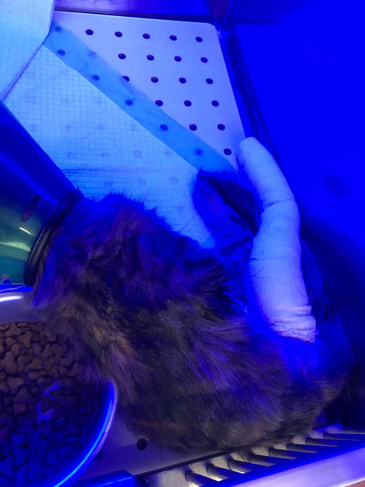 BUNNY: ANOTHER CAT LEFT AT THE CLINIC