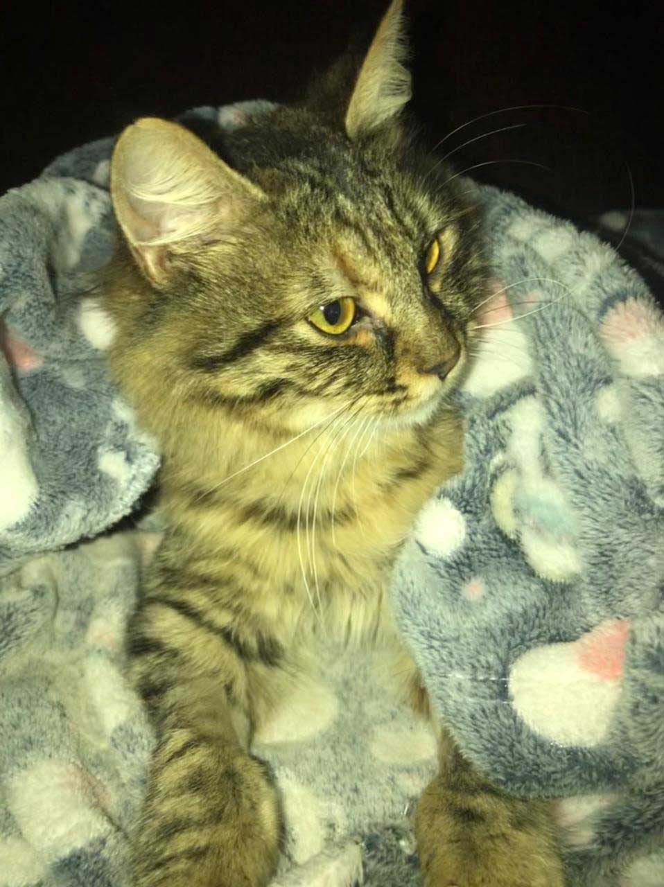 BUNNY: ANOTHER CAT LEFT AT THE CLINIC