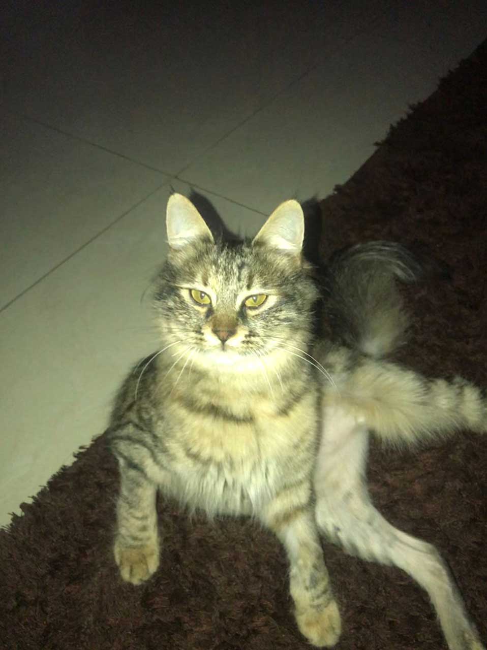 BUNNY: ANOTHER CAT LEFT AT THE CLINIC