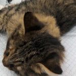 BUNNY: ANOTHER CAT LEFT AT THE CLINIC