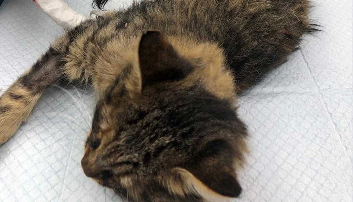 BUNNY: ANOTHER CAT LEFT AT THE CLINIC