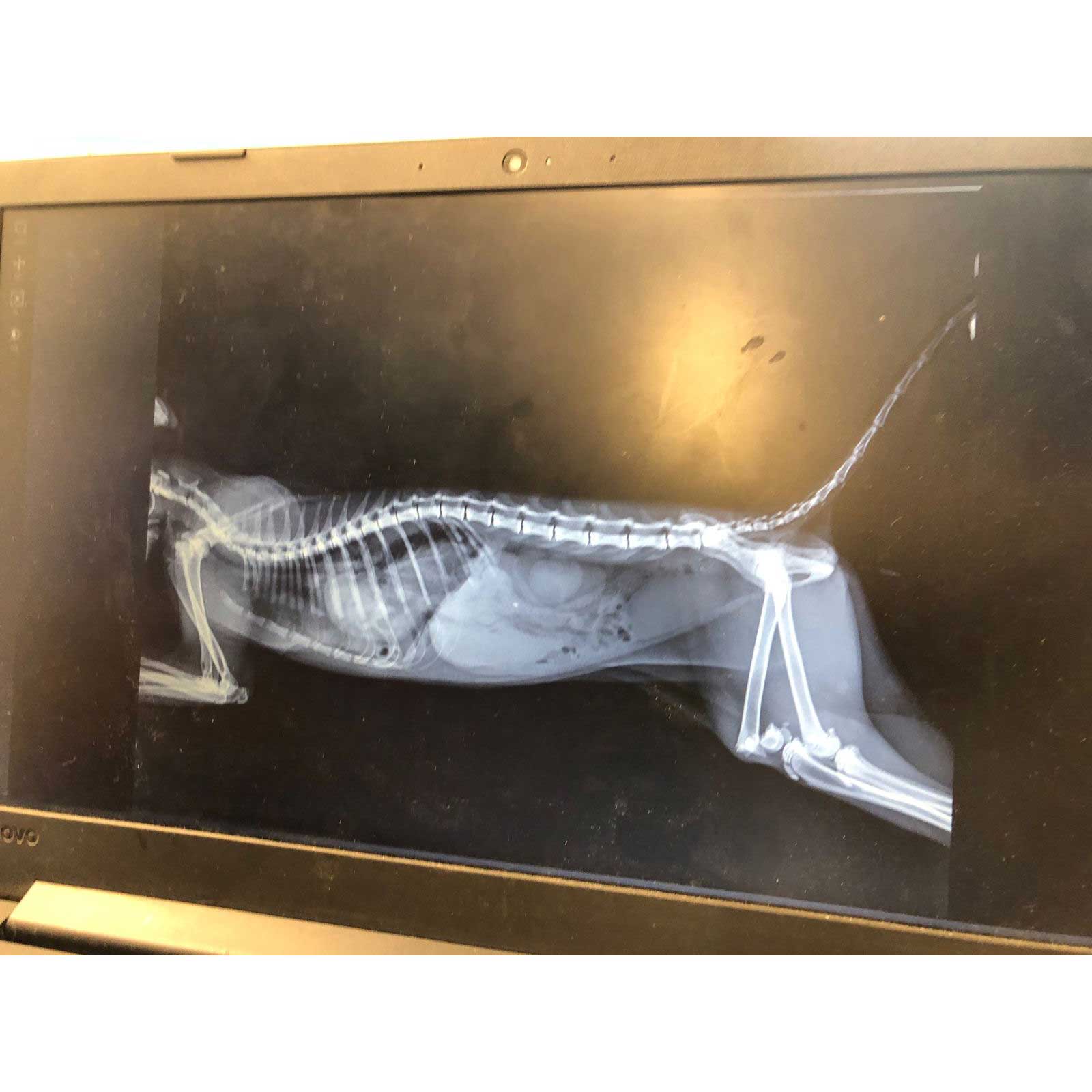 BUNNY: ANOTHER CAT LEFT AT THE CLINIC