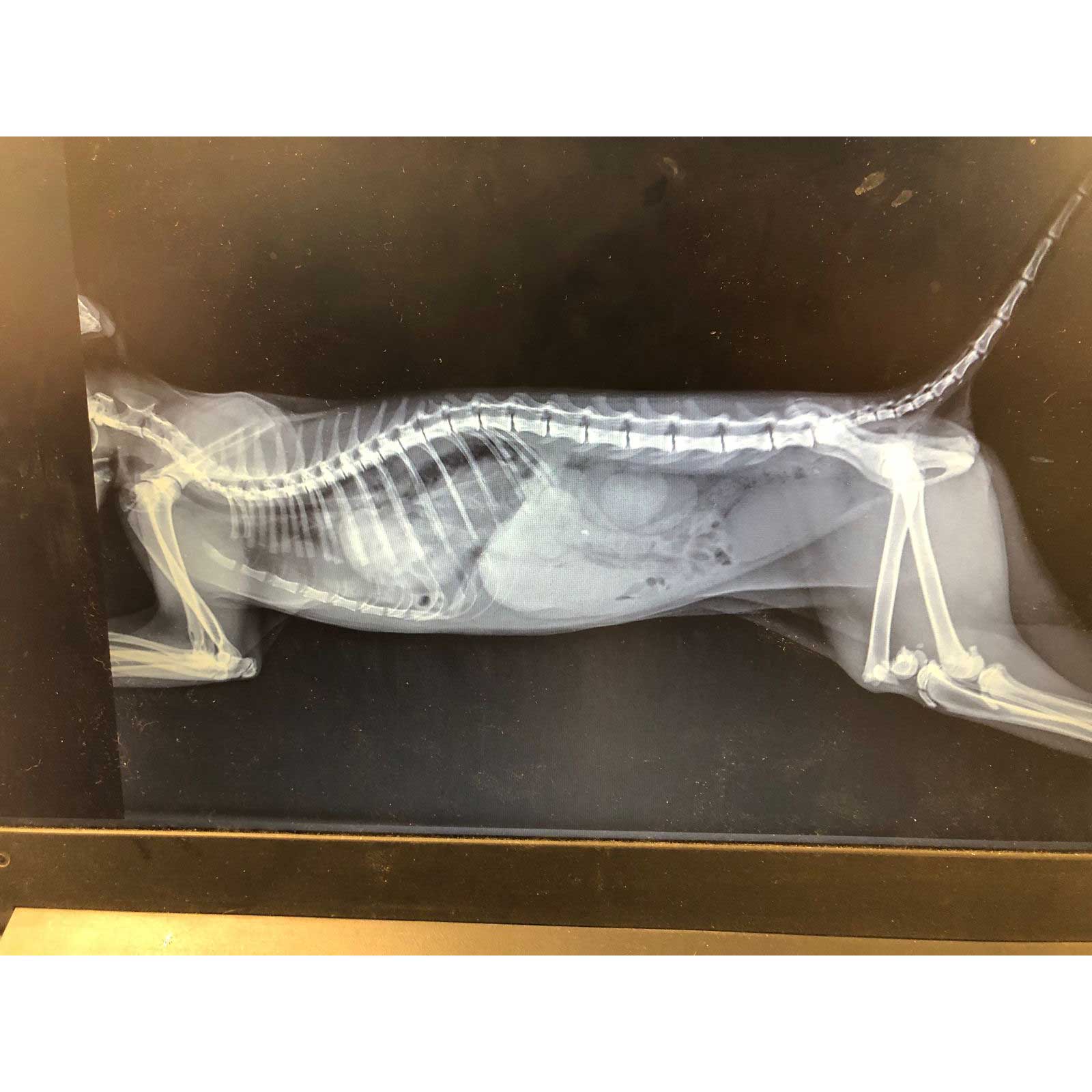 BUNNY: ANOTHER CAT LEFT AT THE CLINIC