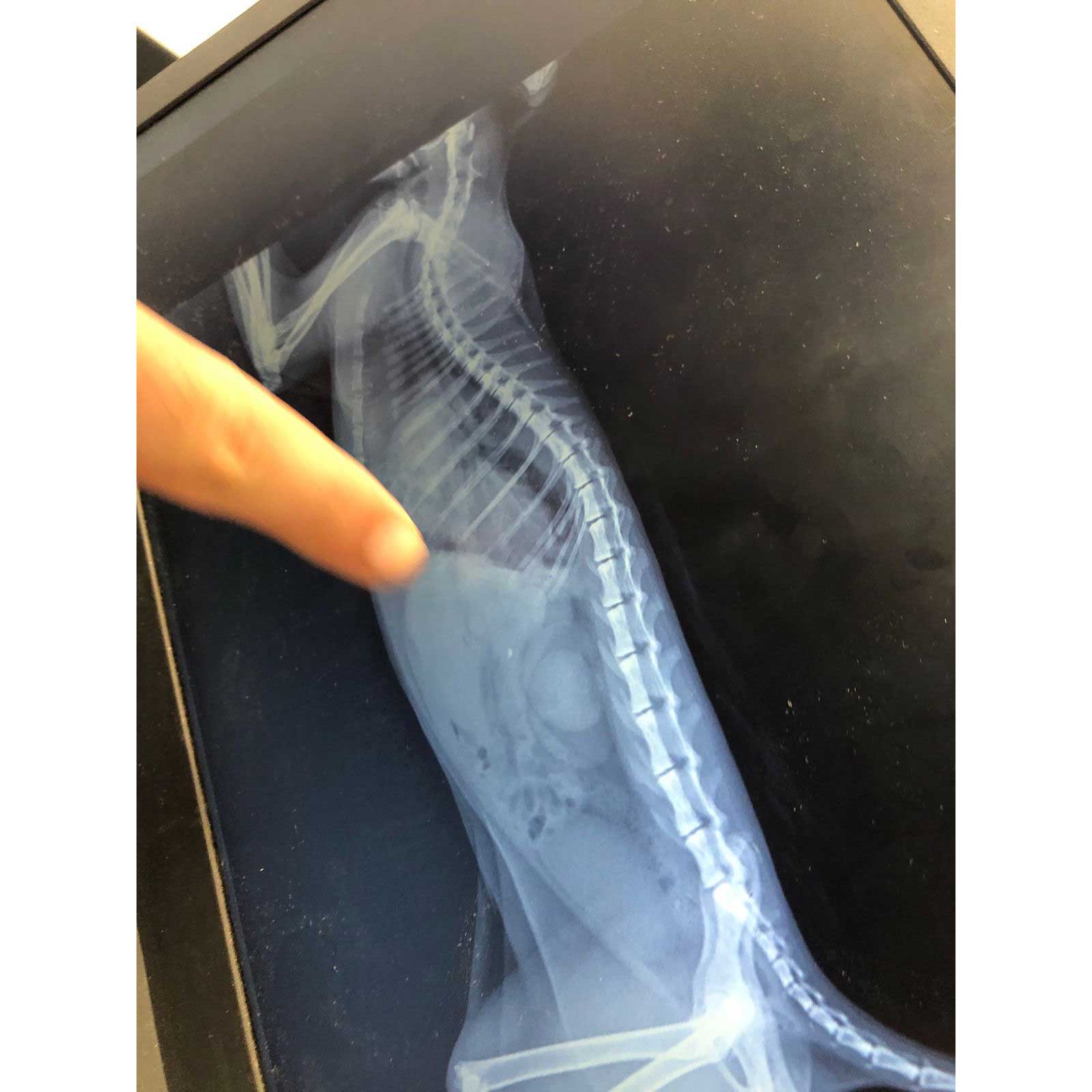 BUNNY: ANOTHER CAT LEFT AT THE CLINIC