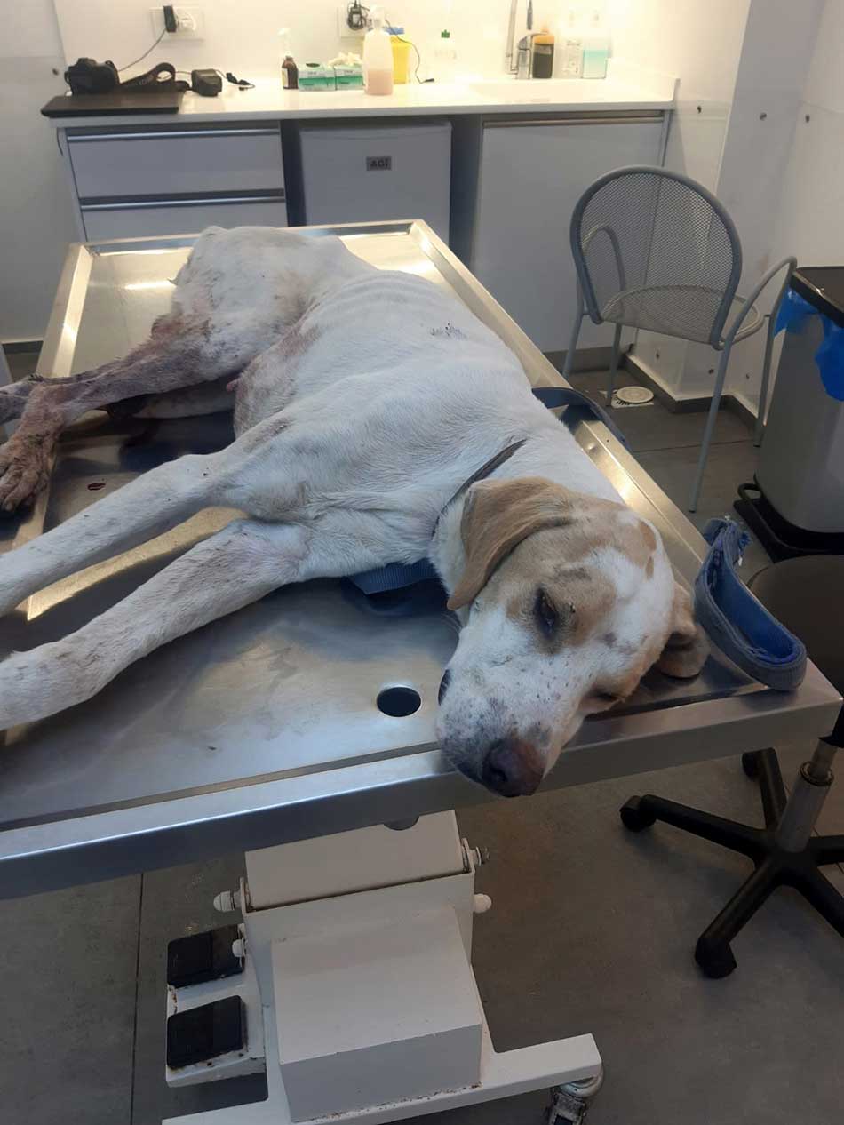 CHANCE: RESCUED FROM THE BEQAA
