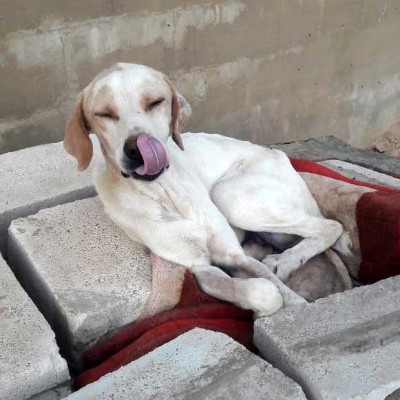 CHANCE: RESCUED FROM THE BEQAA
