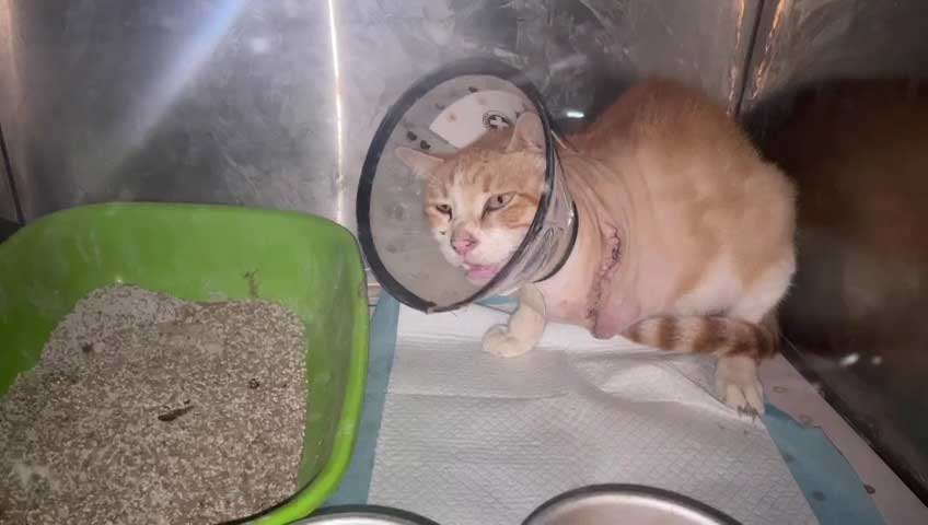 YORGO: SENIOR CAT LEFT TO DIE ON THE STREET