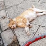 YORGO: SENIOR CAT LEFT TO DIE ON THE STREET