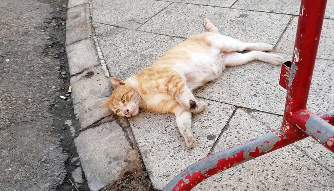 YORGO: SENIOR CAT LEFT TO DIE ON THE STREET