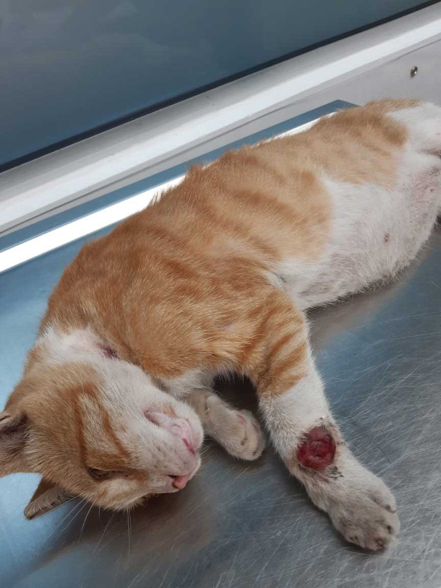 YORGO: SENIOR CAT LEFT TO DIE ON THE STREET