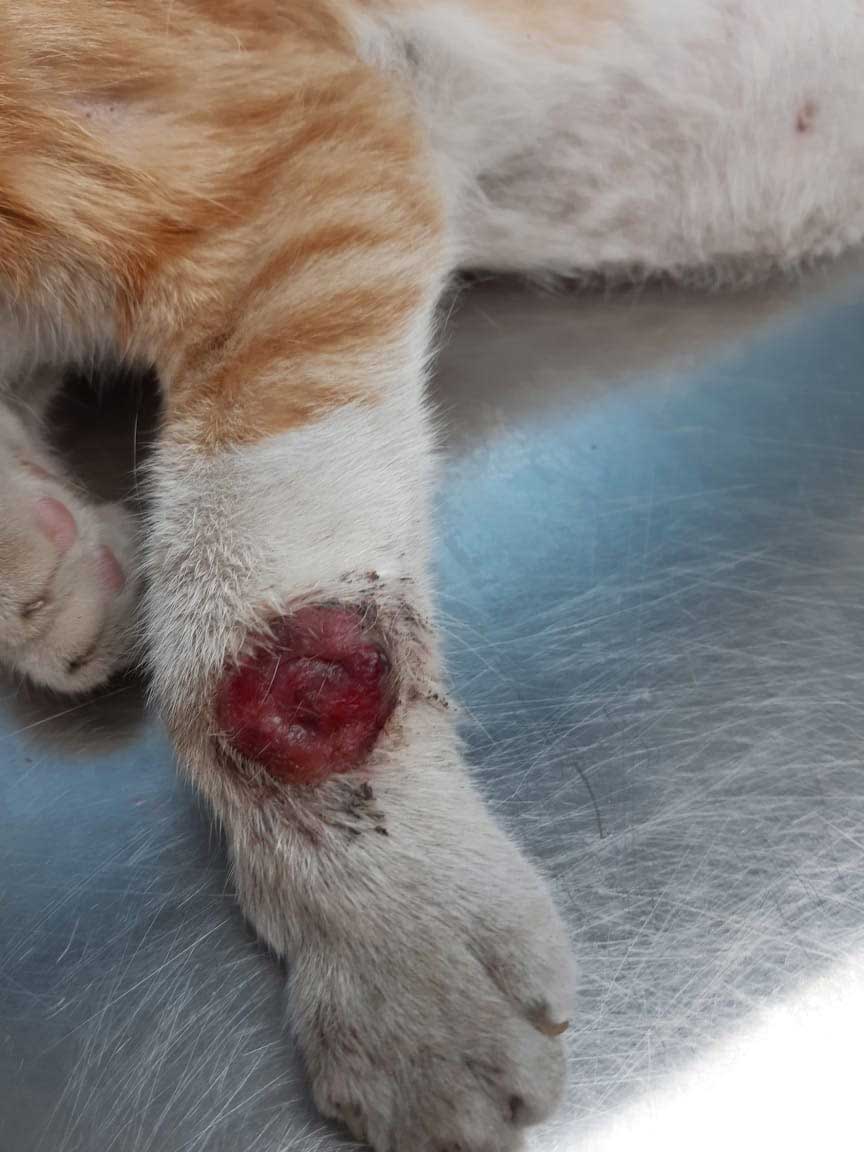 YORGO: SENIOR CAT LEFT TO DIE ON THE STREET