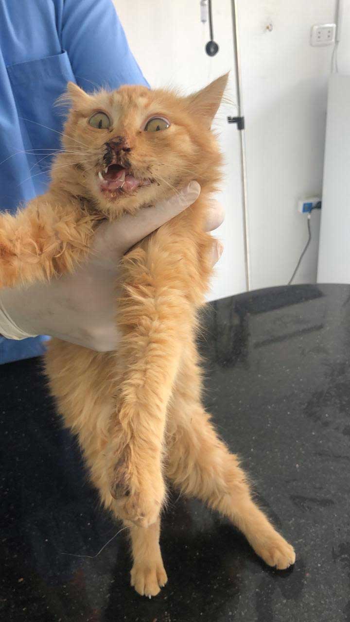 BISI: THE RESCUED ABUSED CAT