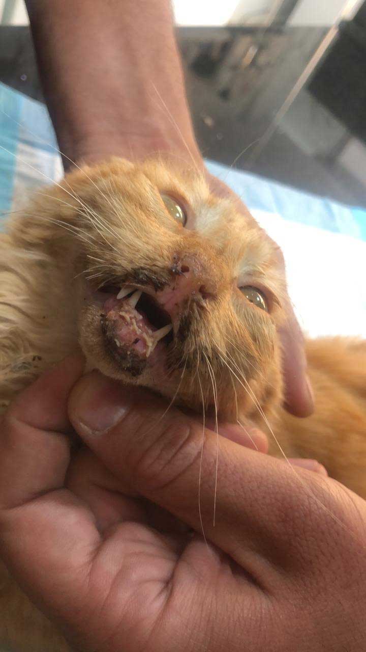 BISI: THE RESCUED ABUSED CAT