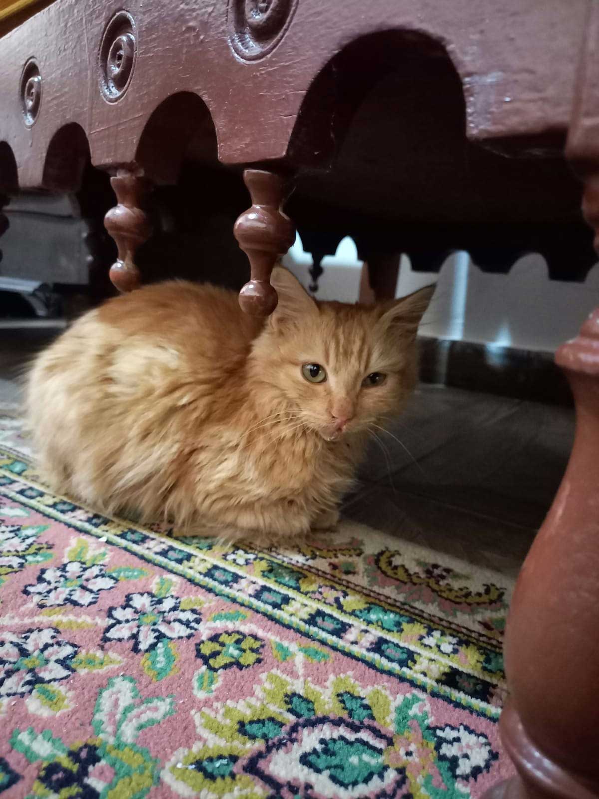 BISI: THE RESCUED ABUSED CAT