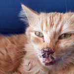 BISI: THE RESCUED ABUSED CAT