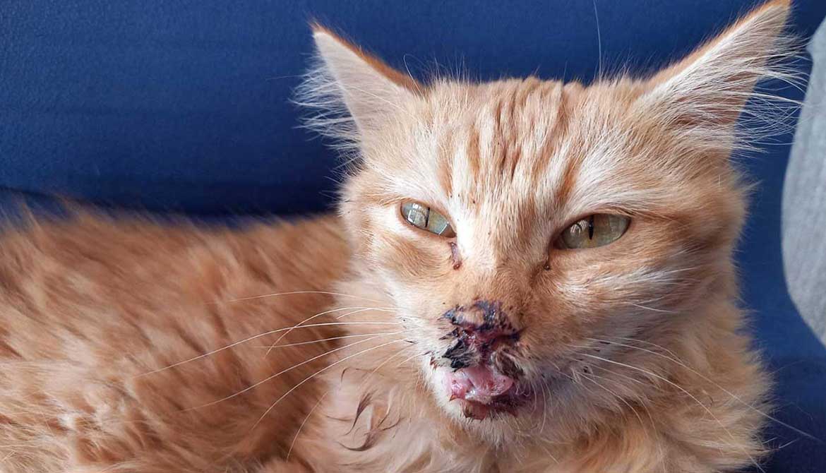 BISI: THE RESCUED ABUSED CAT