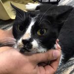 A FEMALE STRAY CAT: TNR