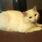 SNOWY IS A DUMPED SICK CAT