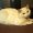 SNOWY IS A DUMPED SICK CAT