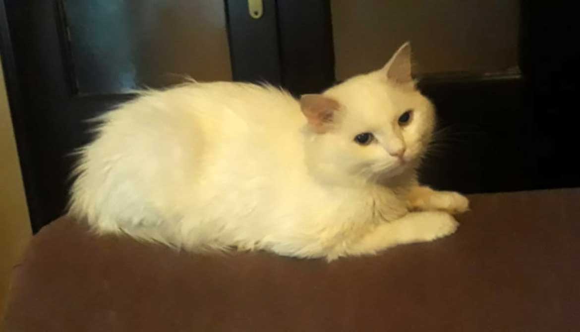 SNOWY IS A DUMPED SICK CAT
